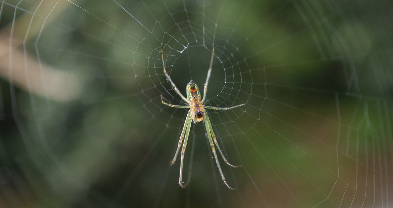 Image - insects area kettle quindio