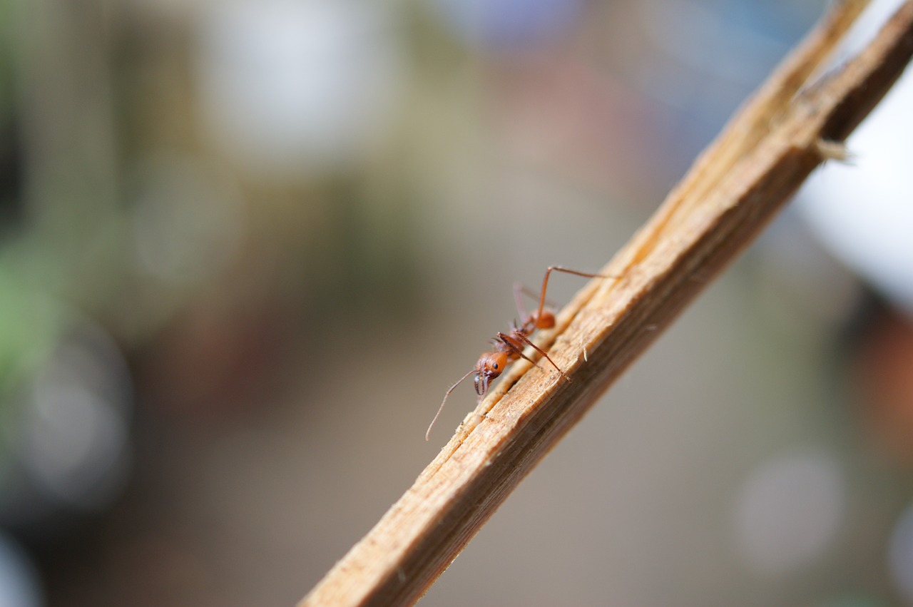 Image - insects area kettle quindio