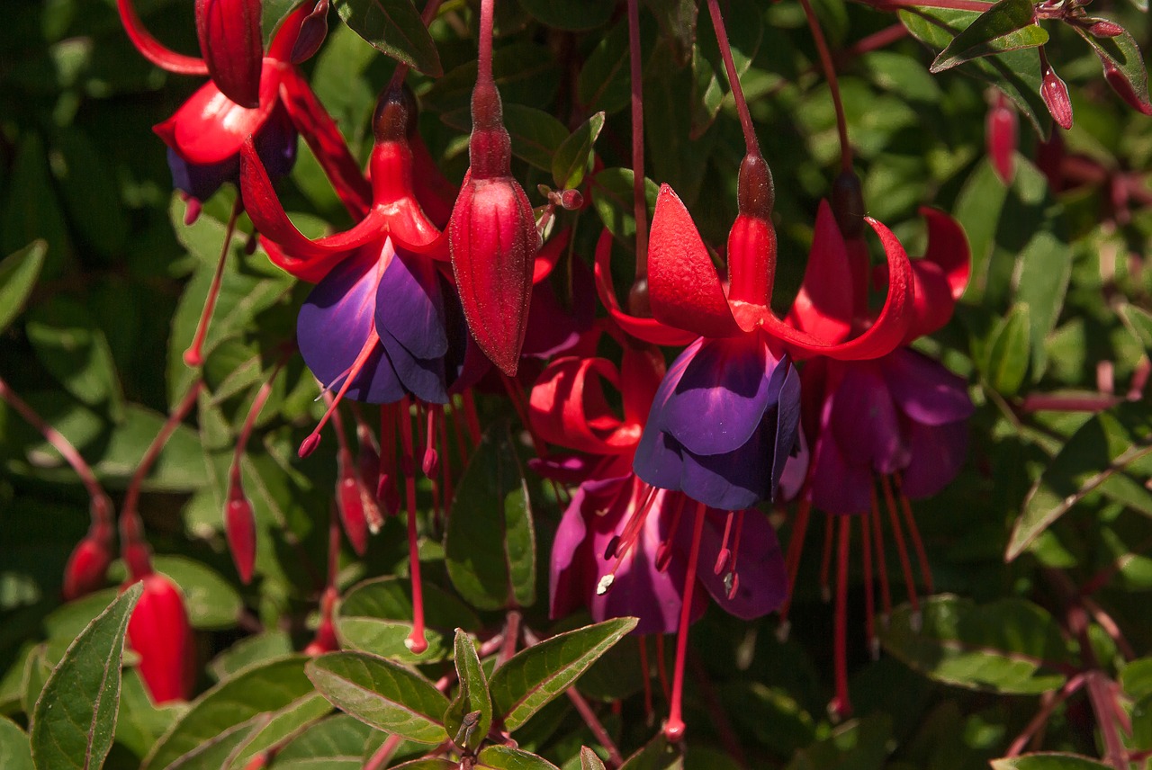 Image - fuchsia bells flowers garden