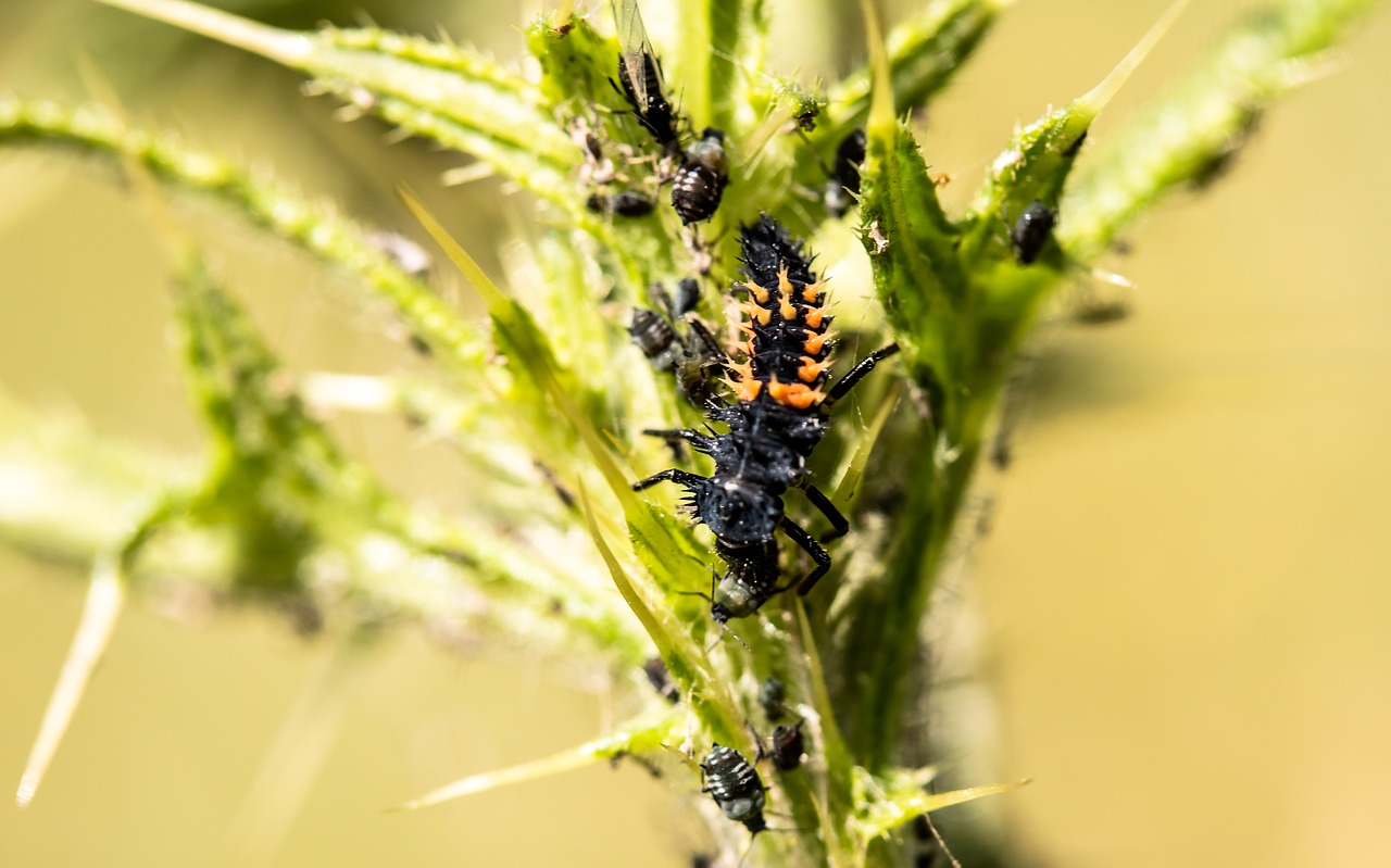 Image - marienkäfer larva larva ladybug