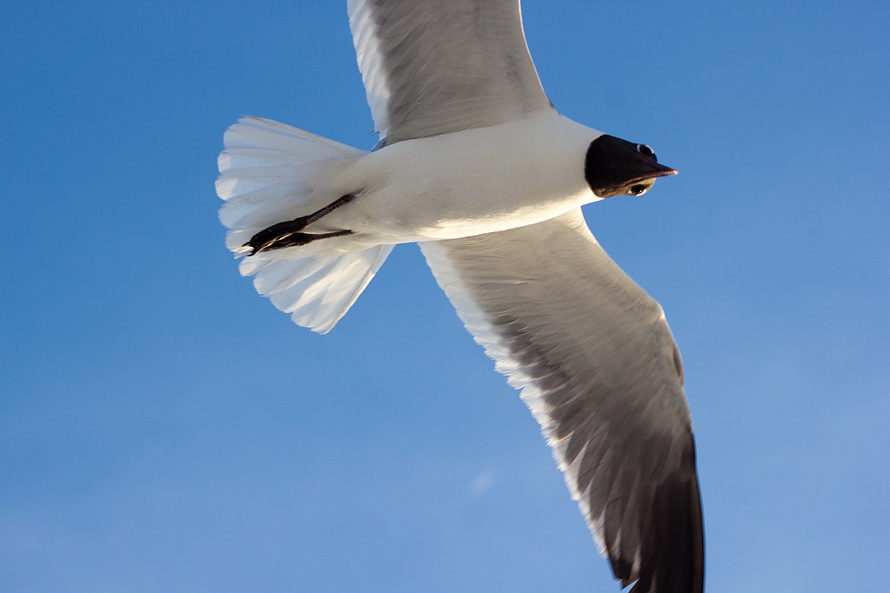 Image - flying seagull gull sky closeup