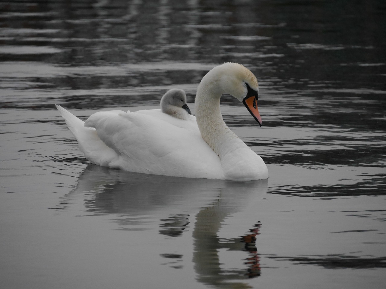 Image - swans cignet baby swan swan