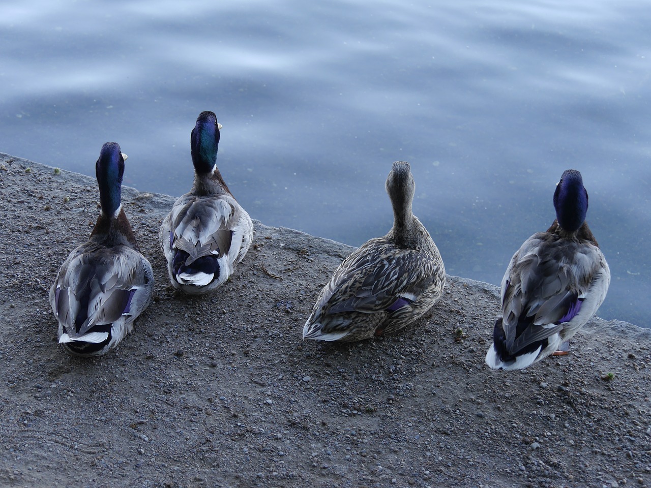 Image - ducks four ducks pensive ducks