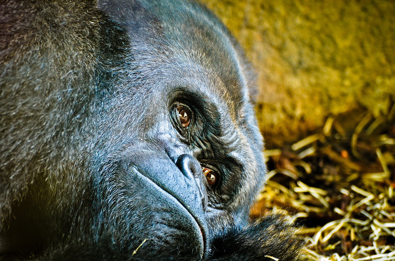 Image - gorilla zoo frankfurt silverback