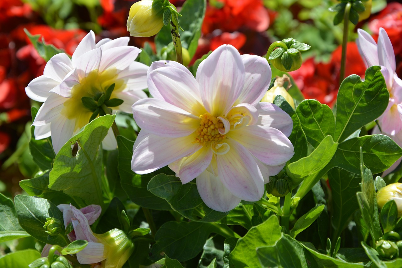 Image - flowers massif nature summer