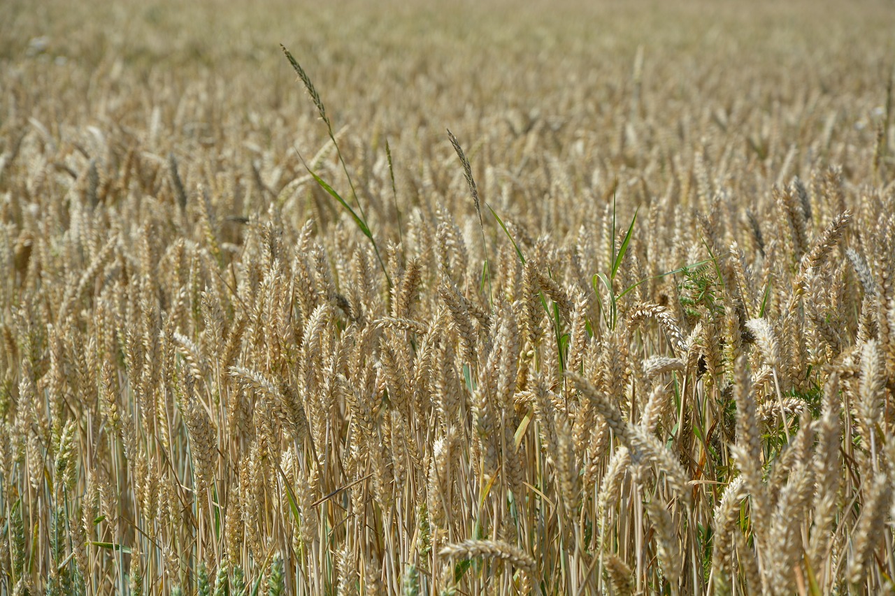 Image - ears of wheat fields cereals