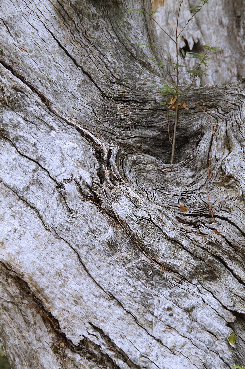 Image - tree bark rough diagonal pattern