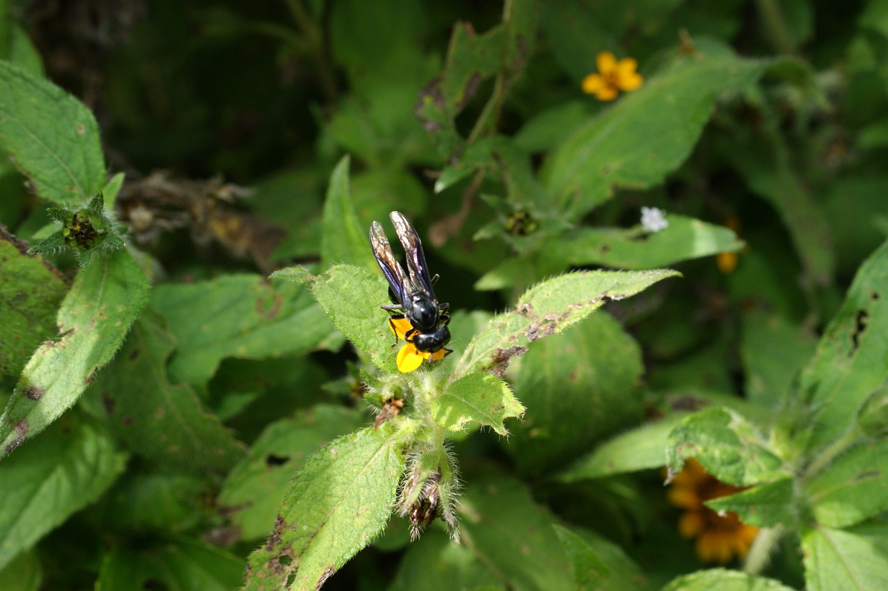 Image - nature finlandia quindio colombia