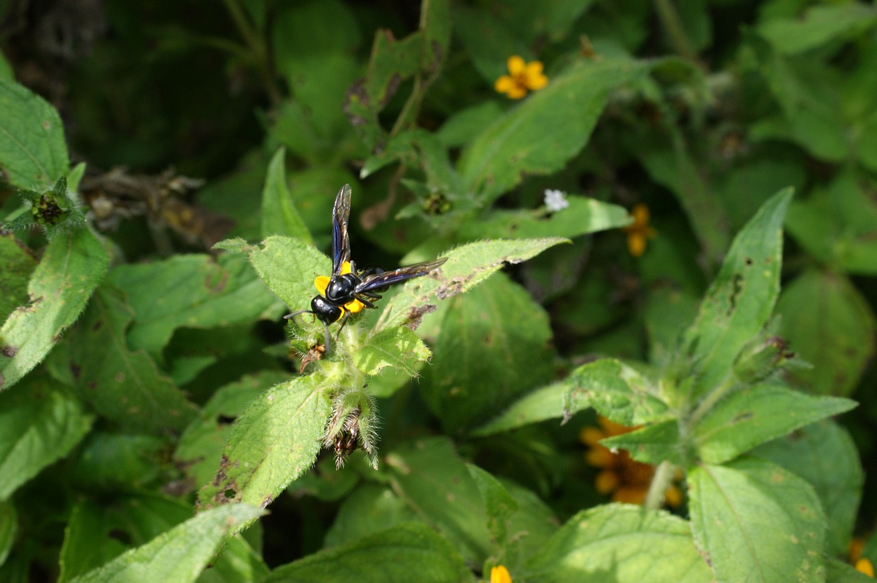 Image - nature finlandia quindio colombia