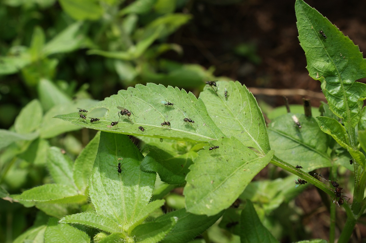 Image - nature finlandia quindio colombia