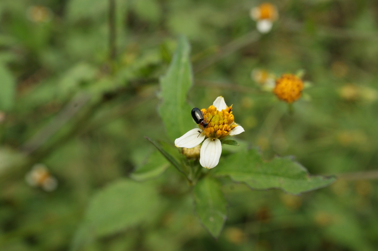 Image - nature finlandia quindio colombia