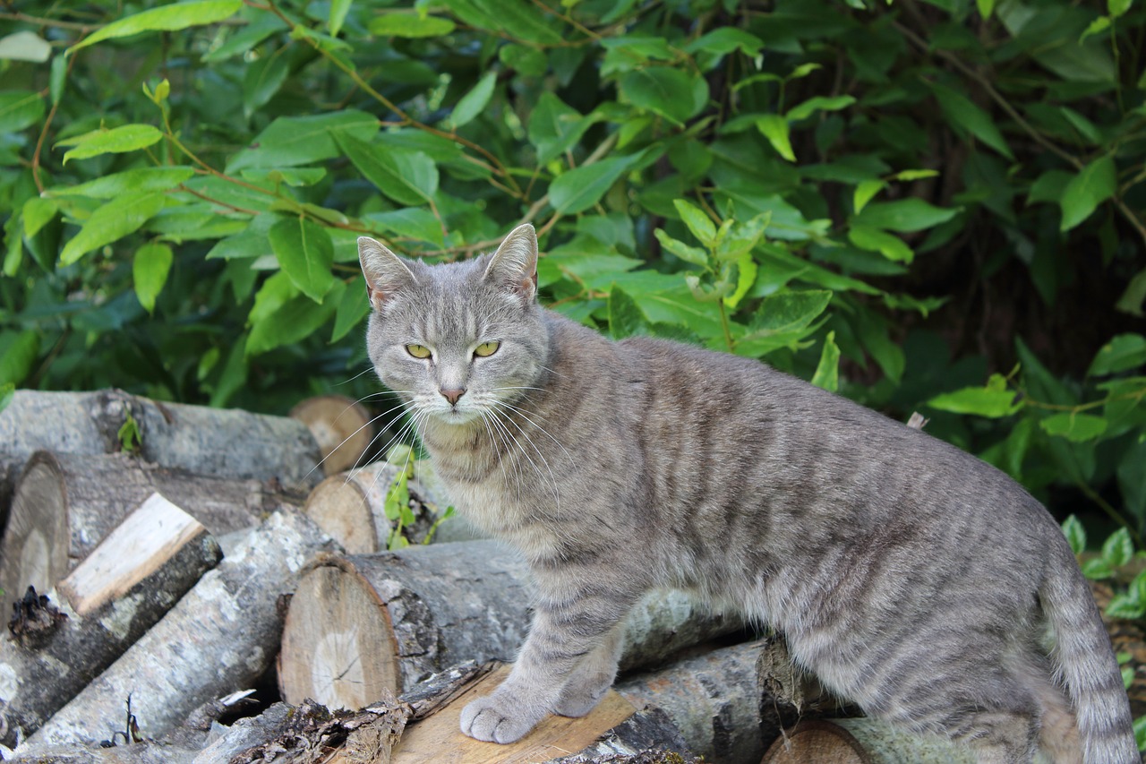 Image - cat pose animal pet posing cute