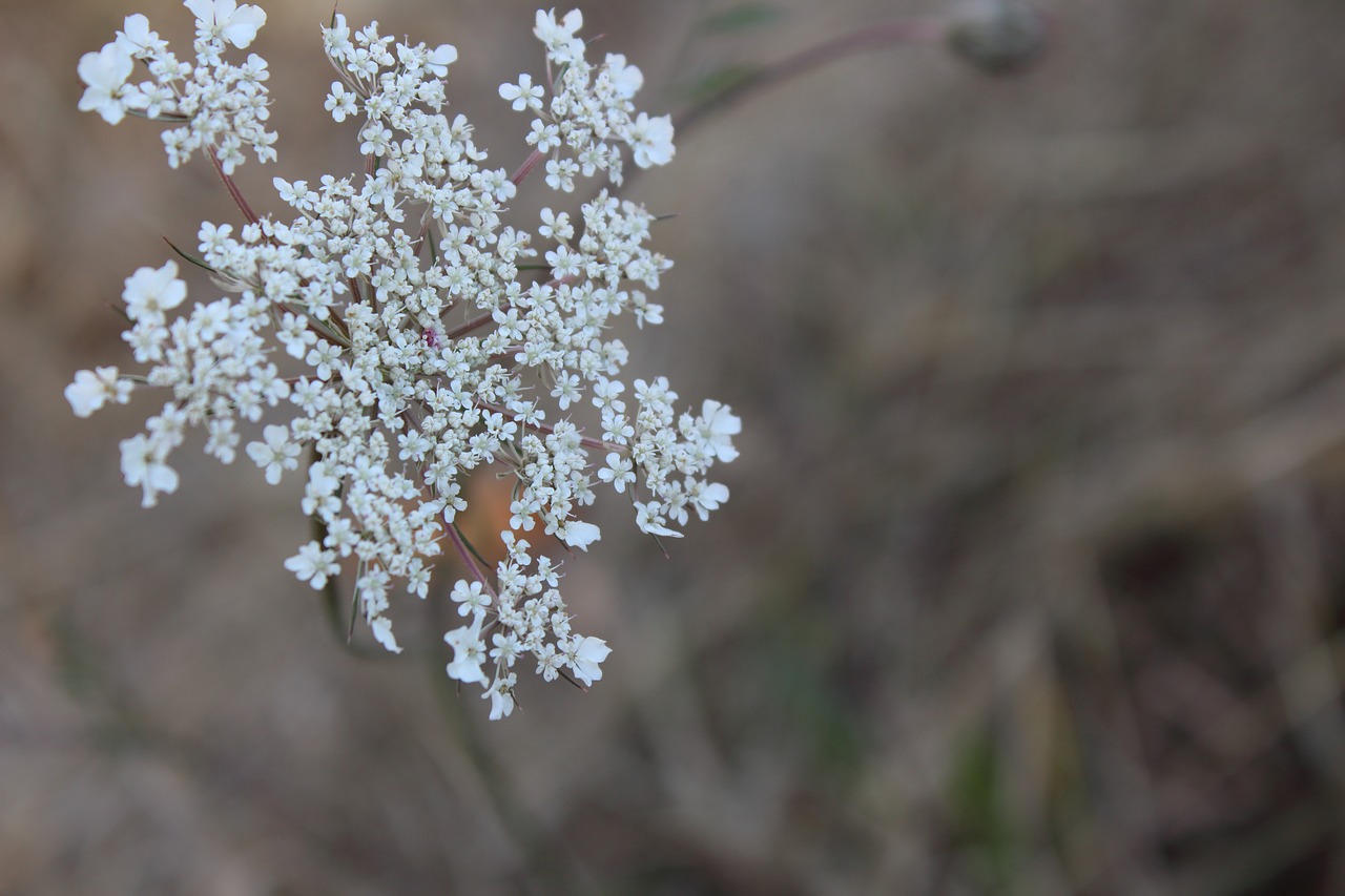 Image - flower close up nature plant macro