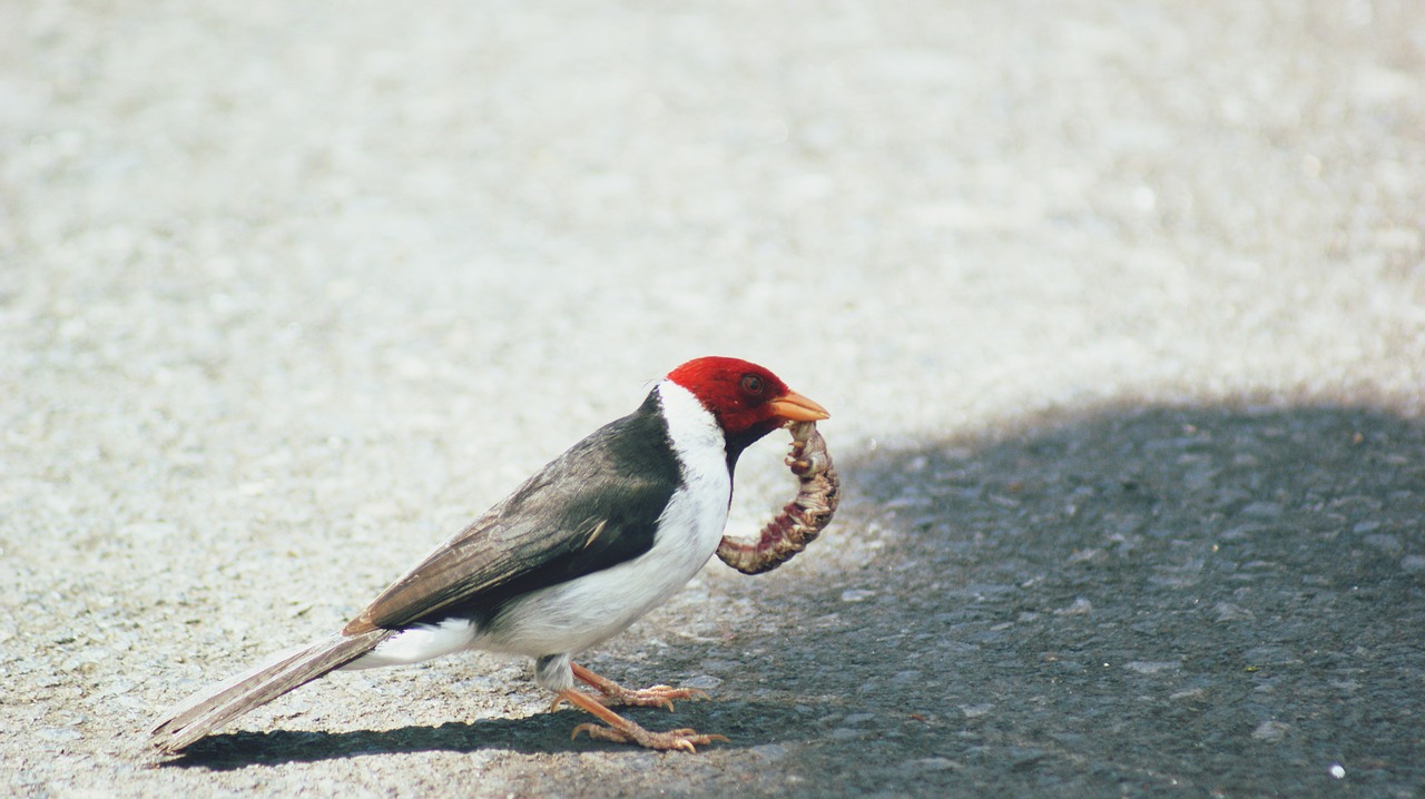 Image - worm wood pecker prey woodpecker