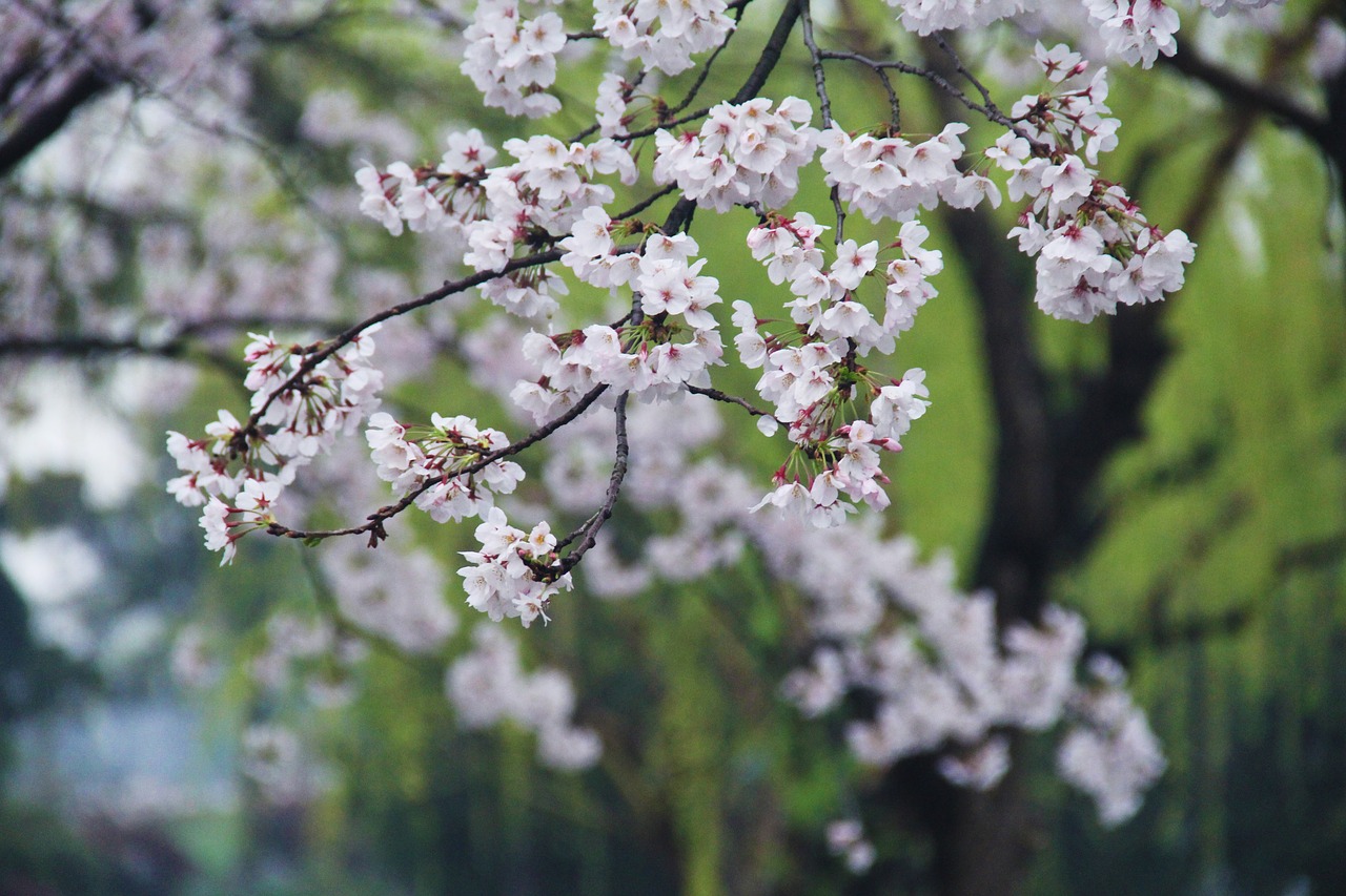 Image - cherry blossom green xuanwu lake