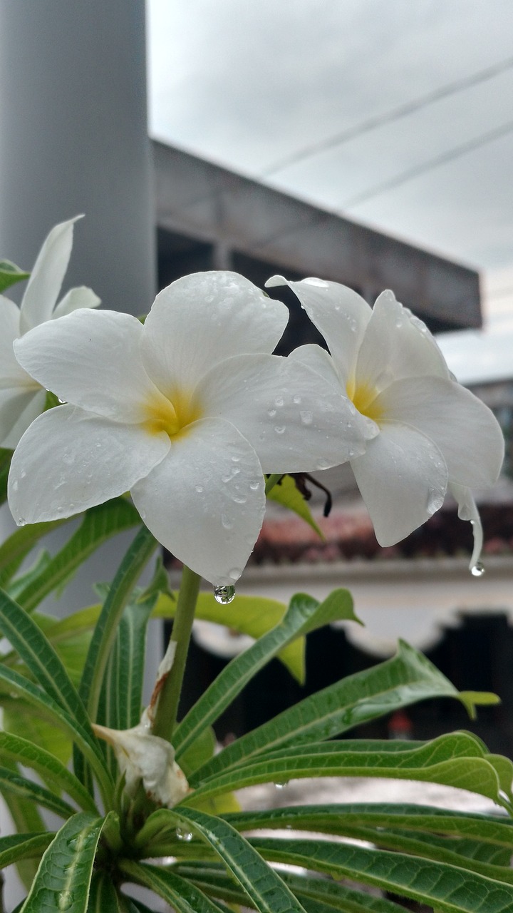 Image - flower rain cloud sky