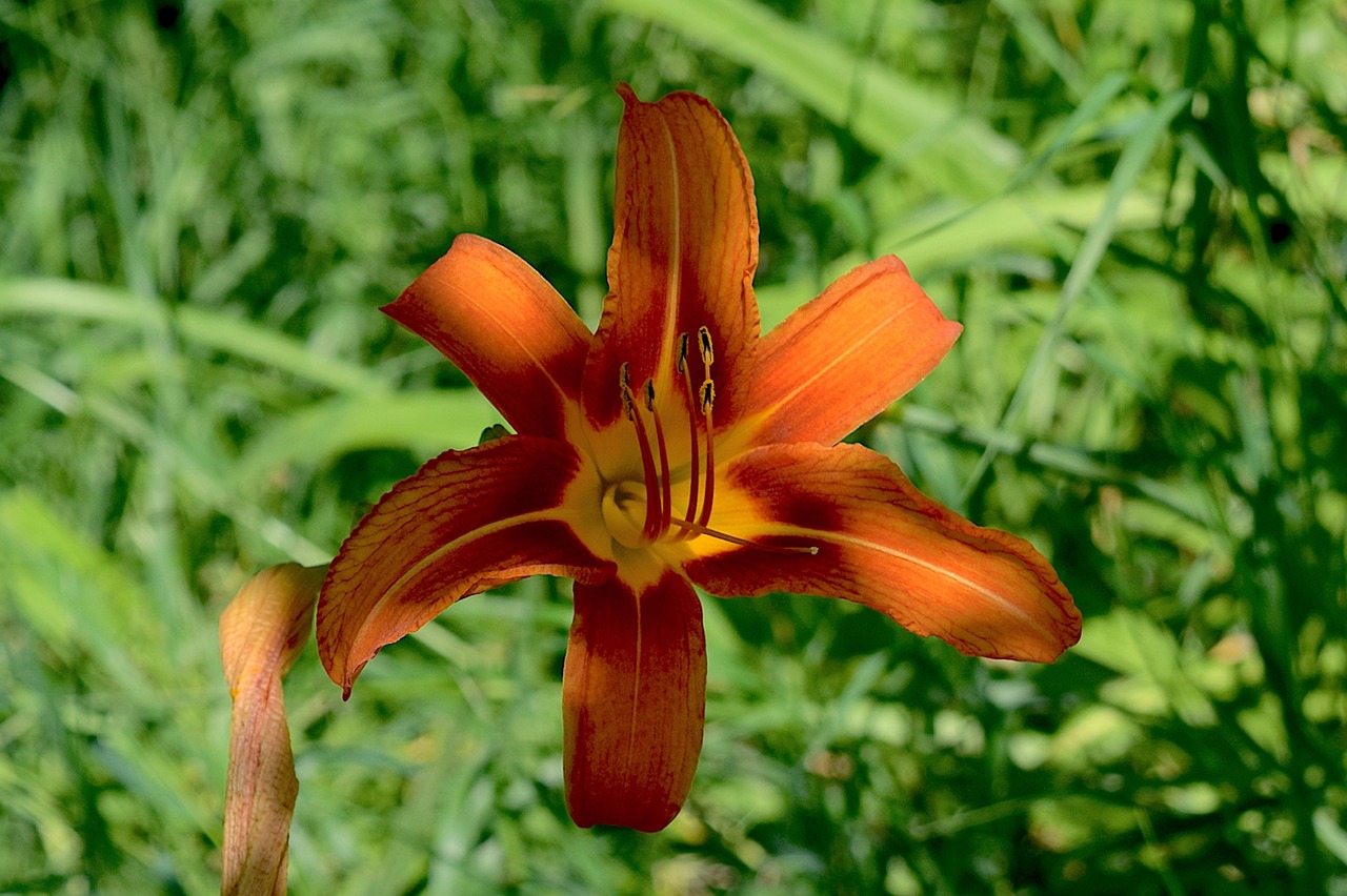 Image - flower tiger lily day lily bloom