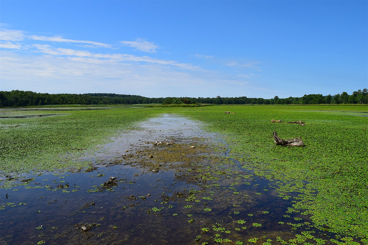 Image - pond marsh green water nature