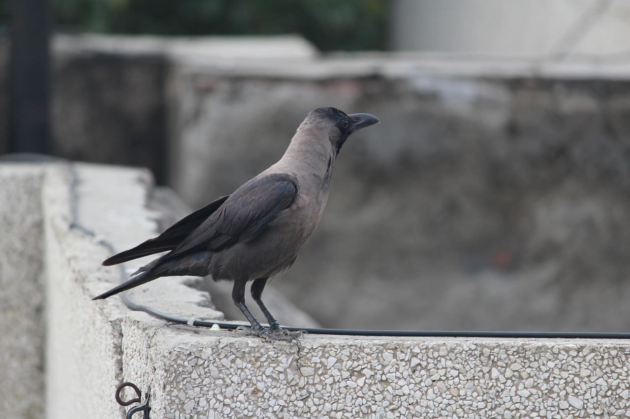 Image - crow grey necked house crow