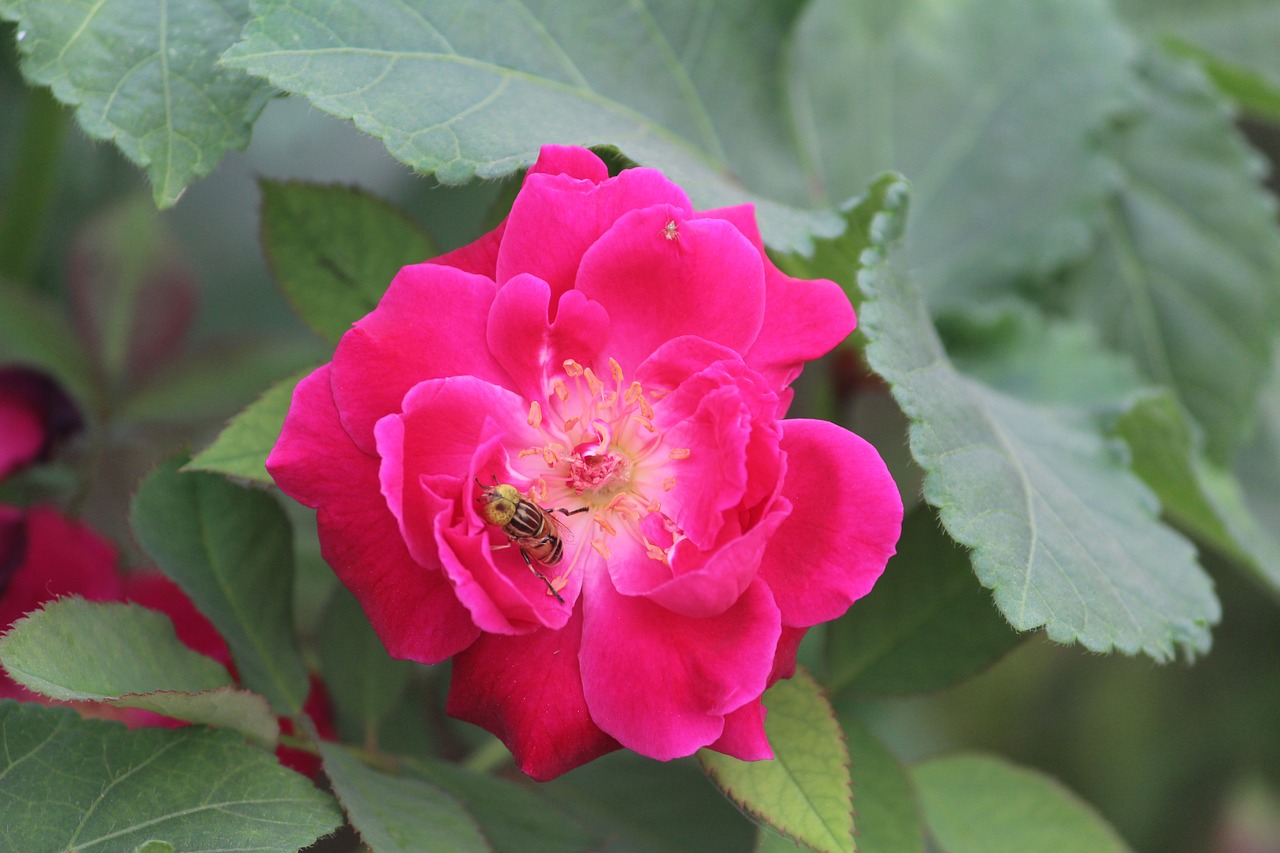 Image - rose bee on a flower honey bee