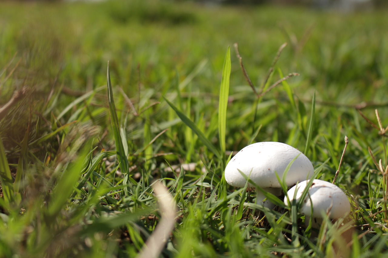 Image - fungi mushrooms organic grass