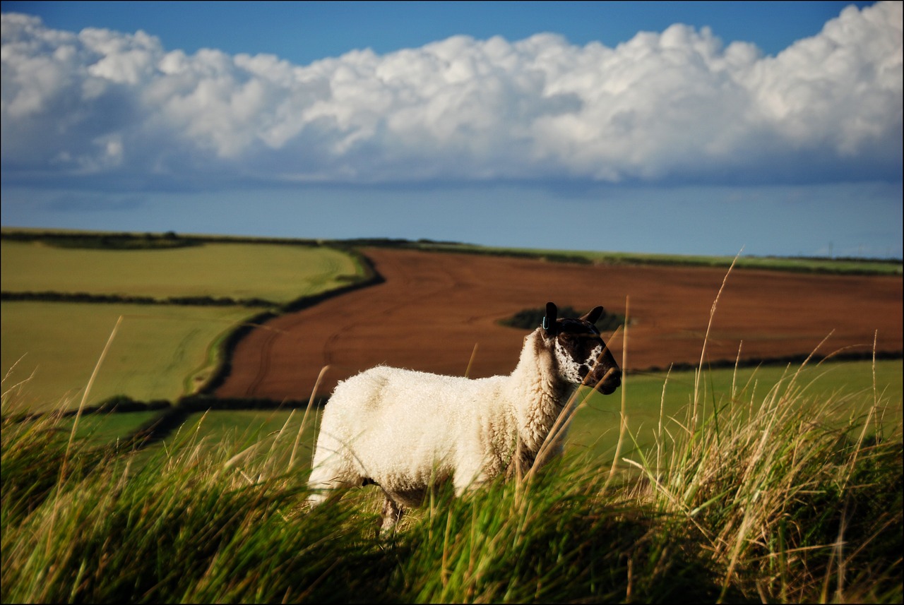 Image - sheep fields england