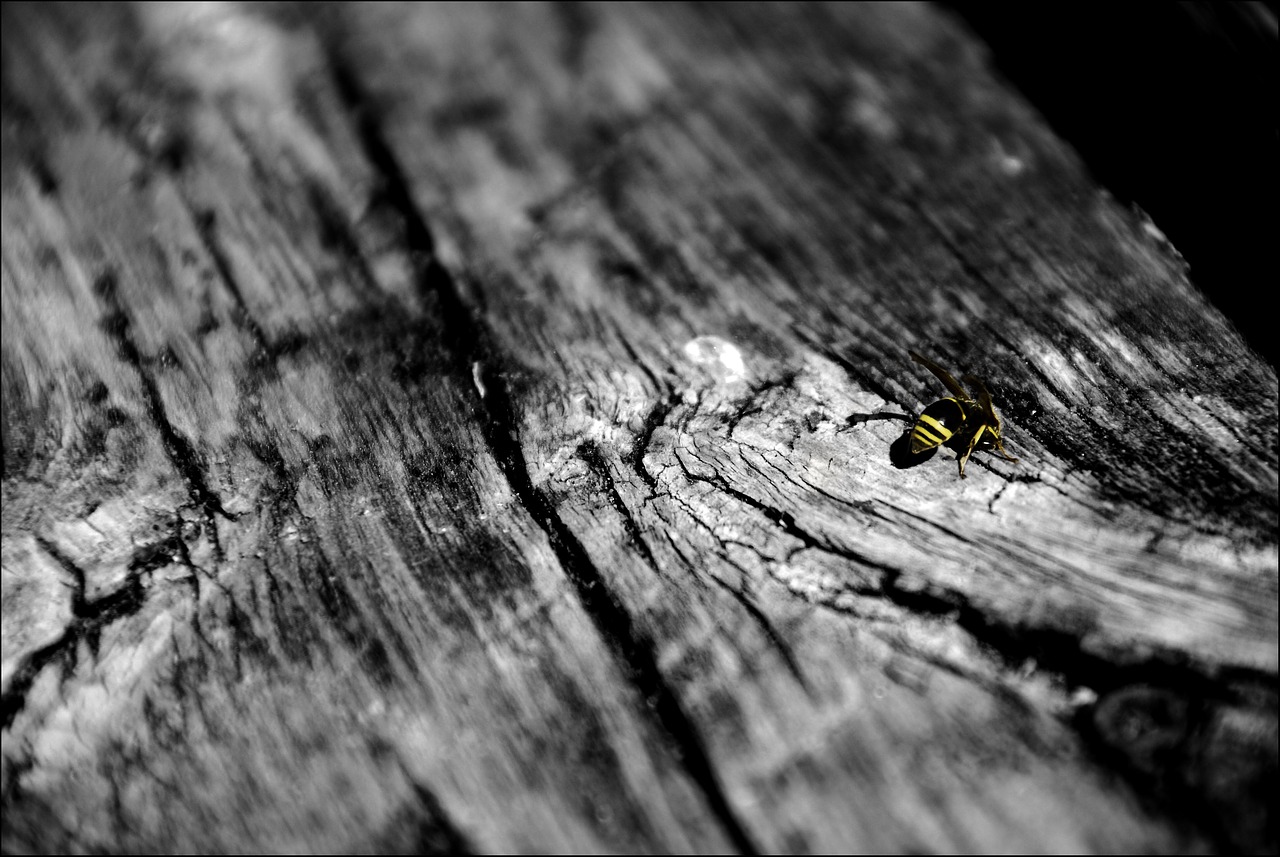 Image - sw bee wood