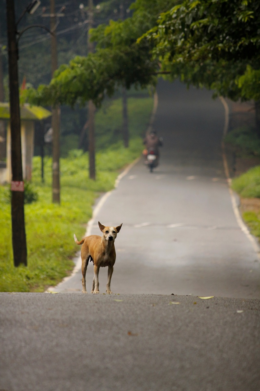 Image - road dog pet animal travel