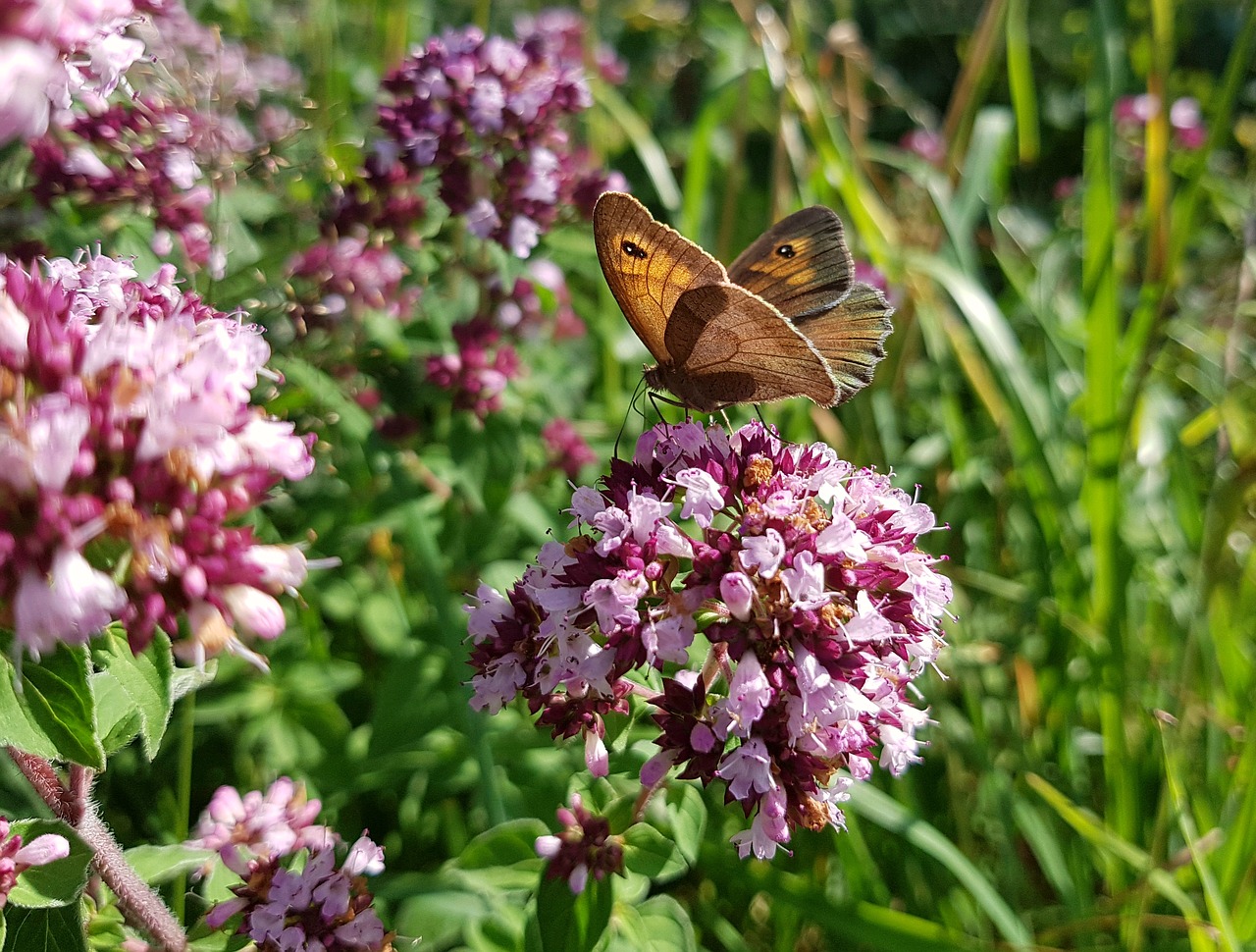 Image - butterfly butterflies meadow brown