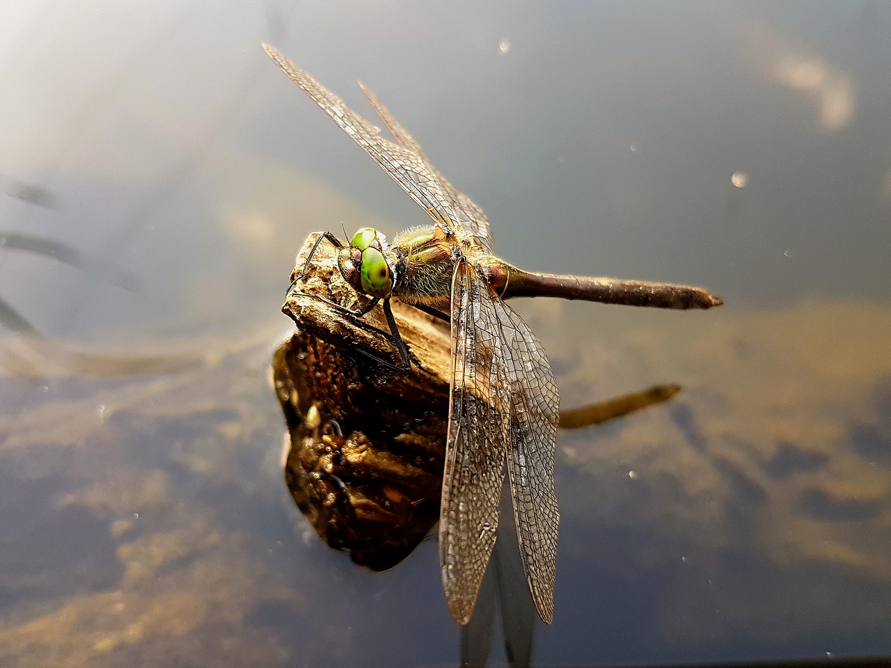 Image - ważka insects nature summer water