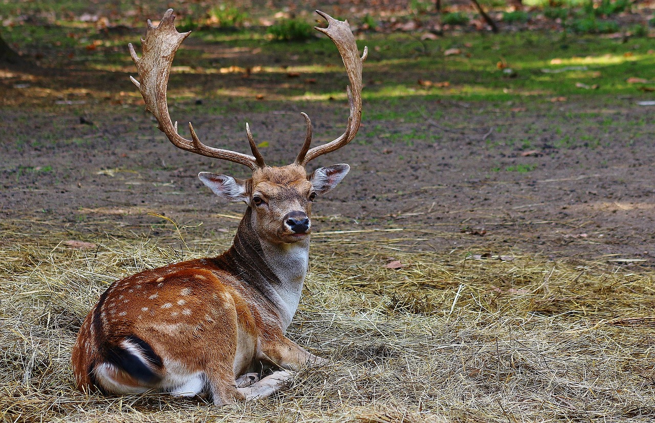 Image - nature summer forest deer canon