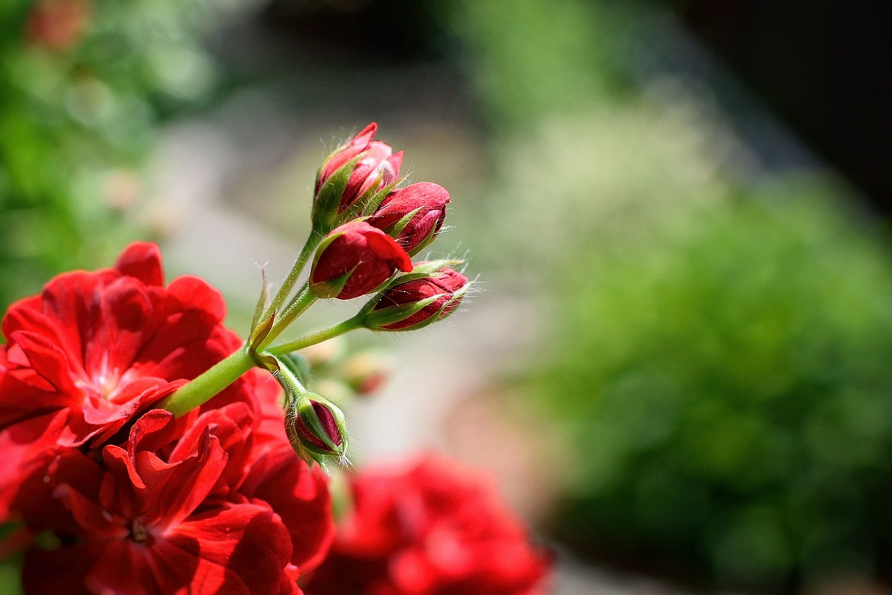 Image - pelargonium nutmeg red garden