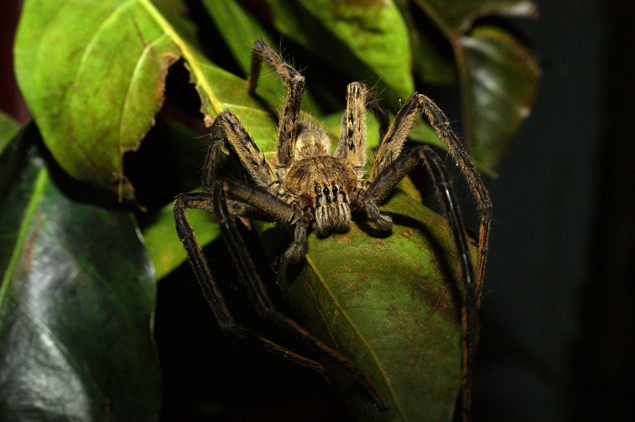 Image - insects nature area kettle quindio