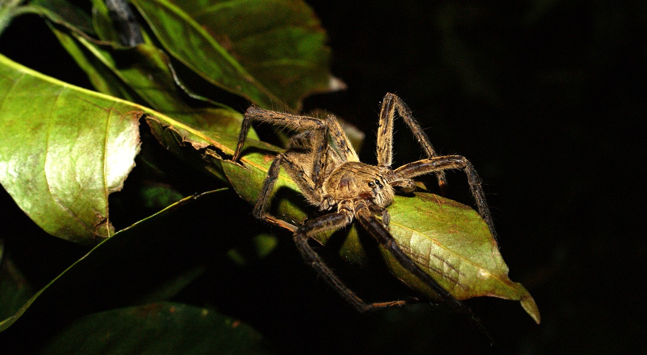 Image - insects nature area kettle quindio