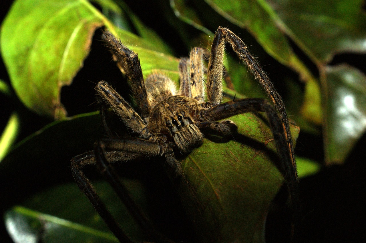 Image - insects nature area kettle quindio