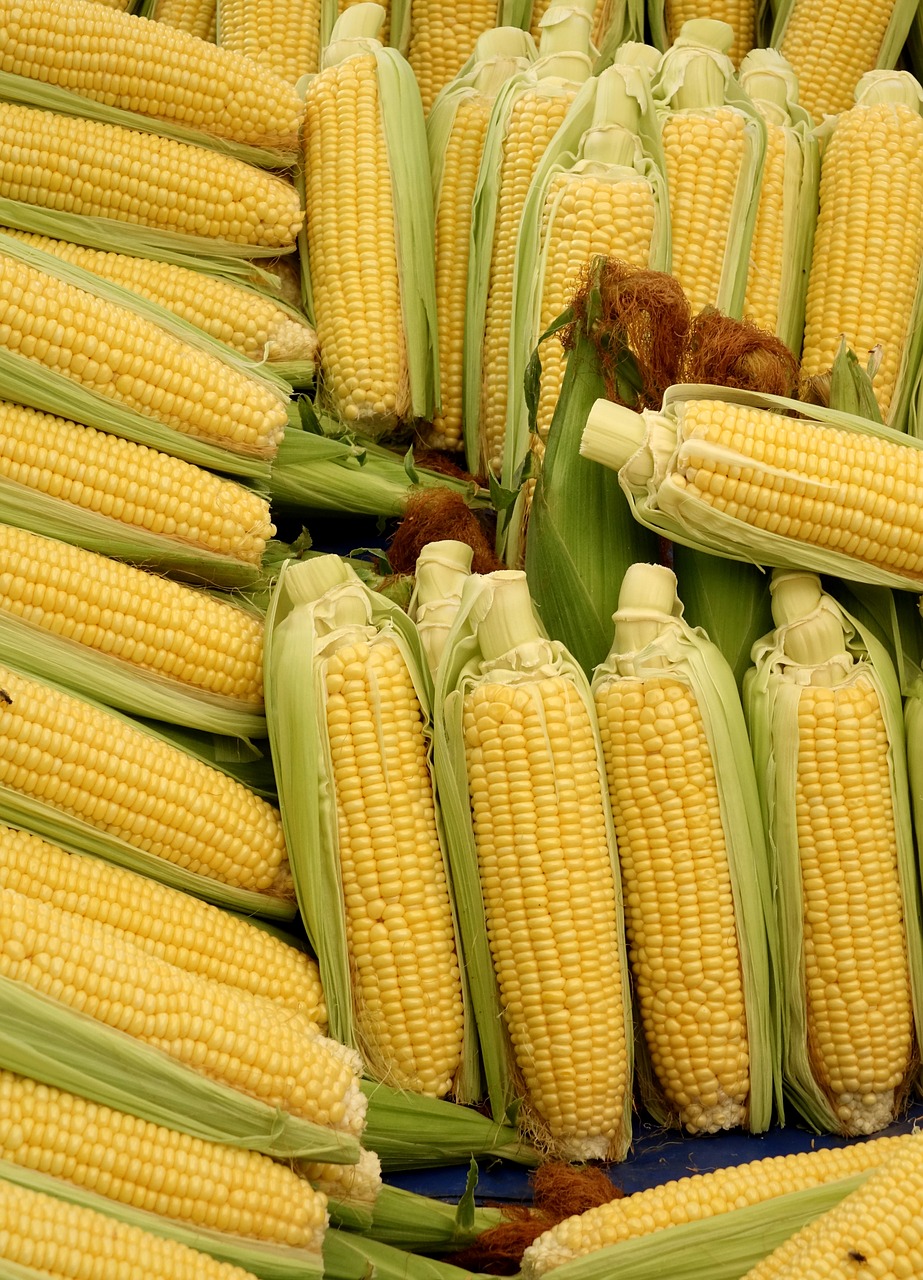 Image - corn corn on the cob vegetables