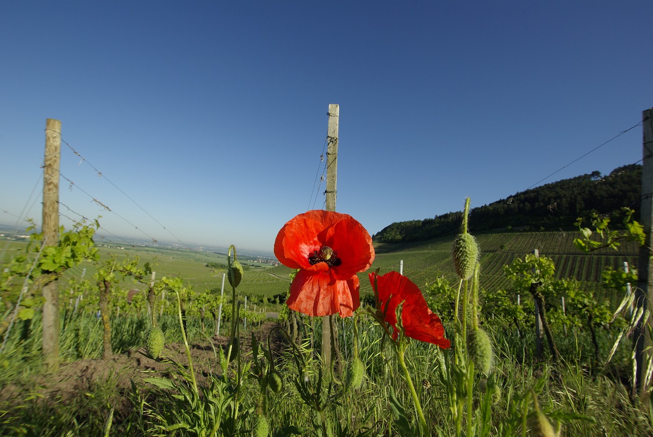 Image - poppy vineyard sky blue sky