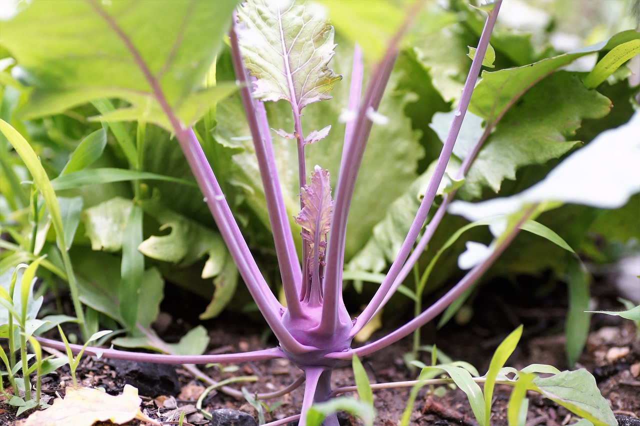 Image - kohlrabi potato vegetables fresh