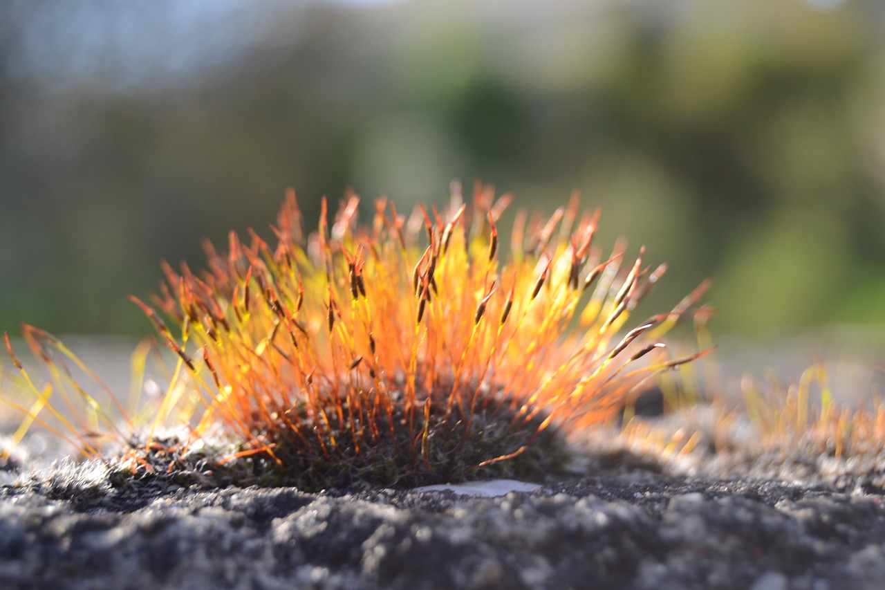 Image - moos natur wald natural