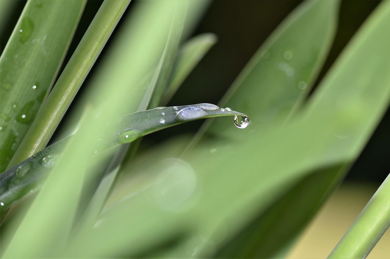 Image - jewelry lilies plant leaves summer