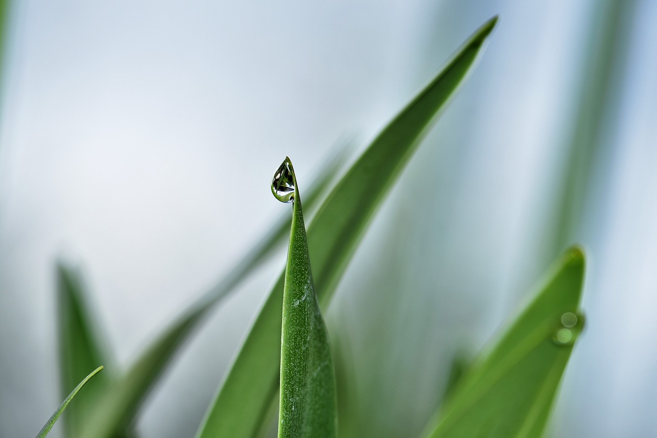 Image - jewelry lilies plant leaves summer