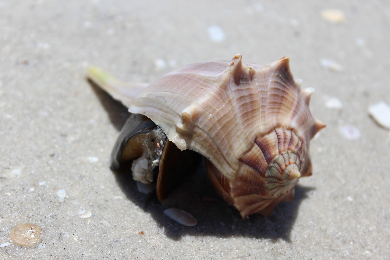 Image - shell beach s sand nature