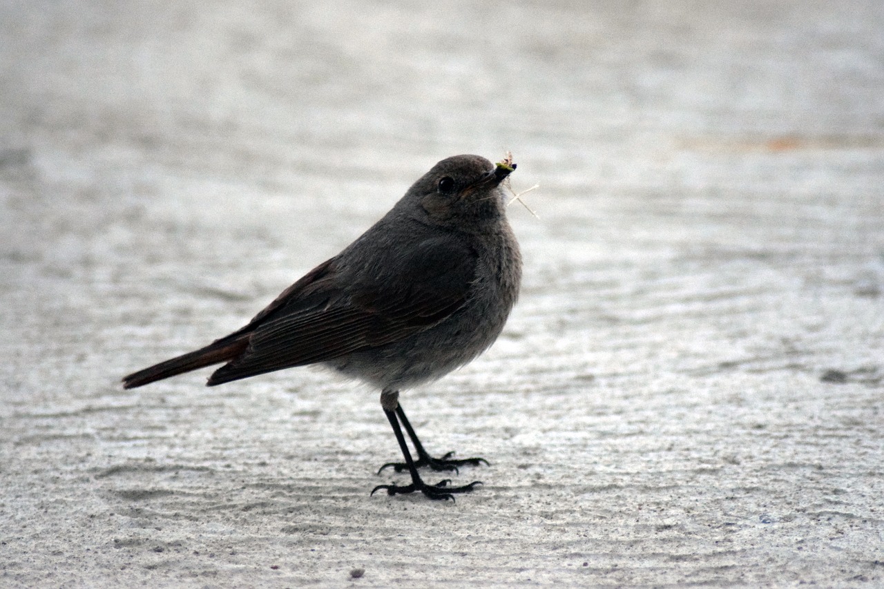 Image - bird robin nest box animal