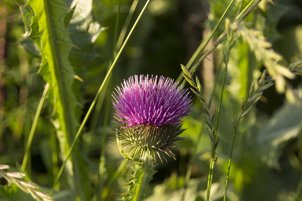 Image - diestel flower prickly nature