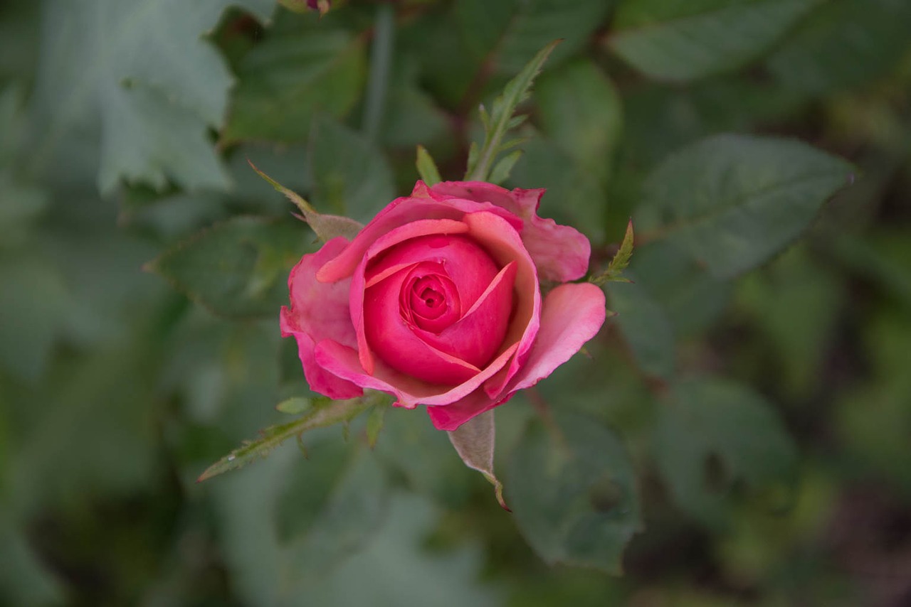 Image - rose flower rose flower plant