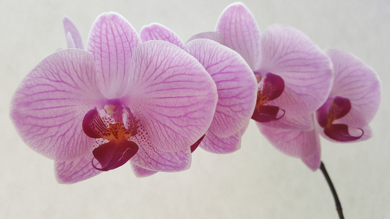 Image - orchid phalaenopsis flower blossoms