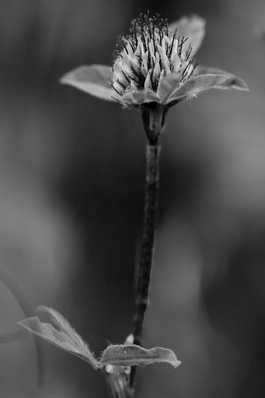 Image - wildflower flower single flower