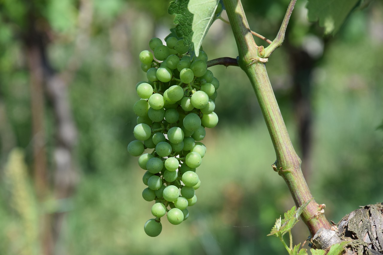 Image - grapes screw vineyard