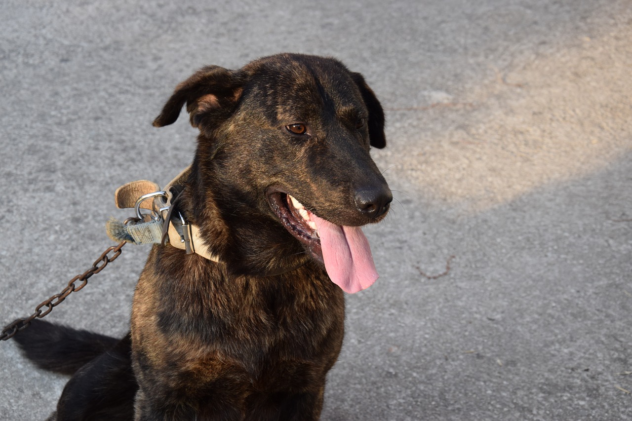 Image - dog chain black dog