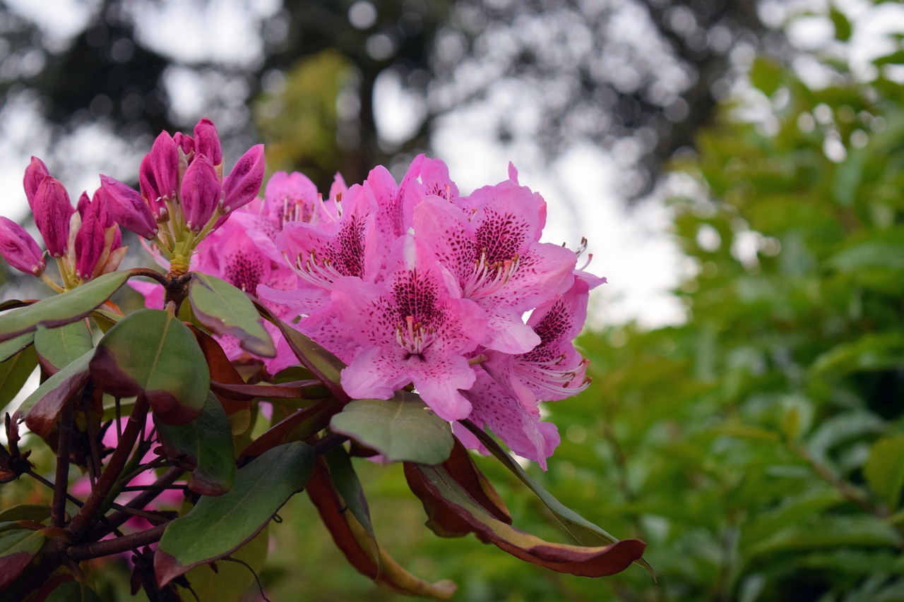 Image - flower bourdon bud forage insect